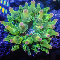 ECC Nexus Joker Bubble Tip Anemone (1.5-2")
