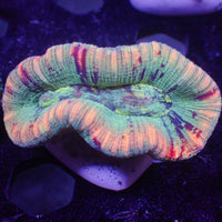 WYSIWYG Rainbow Peachy Splatter Aussie Mini Trachy (2-3”)