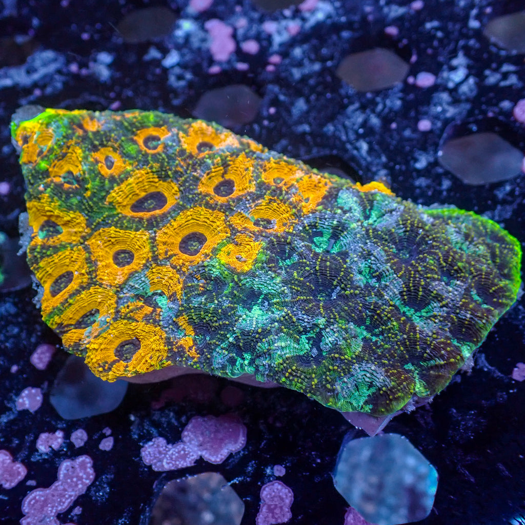 WYSIWYG WYSIWYG Miami Mayhem Rainbow Acan Echinata (3-4