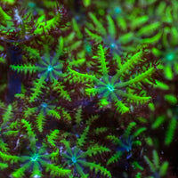 Blue & Green Sympodium (0.5-1” Frag)
