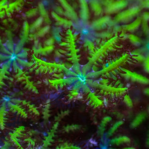 Blue & Green Sympodium (0.5-1” Frag)