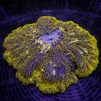 WYSIWYG Ultra Pikachu Mertensii Carpet Anemone (5-7”)