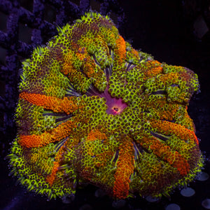 WYSIWYG Orange Star Rainbow Maxi Mini Carpet Anemone (2-3")