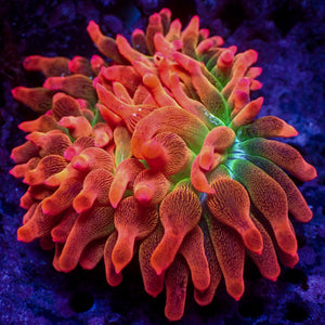 WYSIWYG Ultra Rainbow Hot Rod Bubble Tip Anemone (2-3")