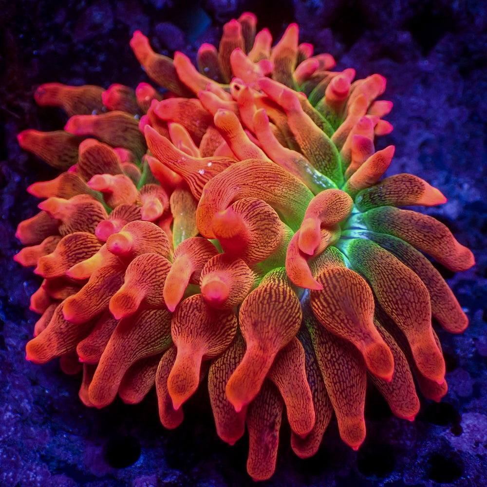 WYSIWYG Ultra Rainbow Hot Rod Bubble Tip Anemone (2-3