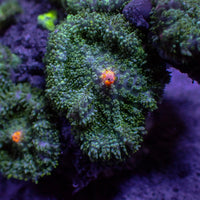 Orange Star Green Rhodactis Mushroom
