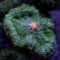 Orange Star Green Rhodactis Mushroom
