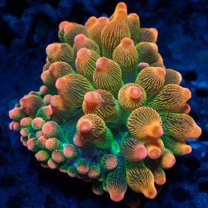 WYSIWYG Ultra Rainbow Pinkie Pie Bubble Tip Anemone (2-3")