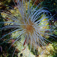 White Striped Tube Anemone
