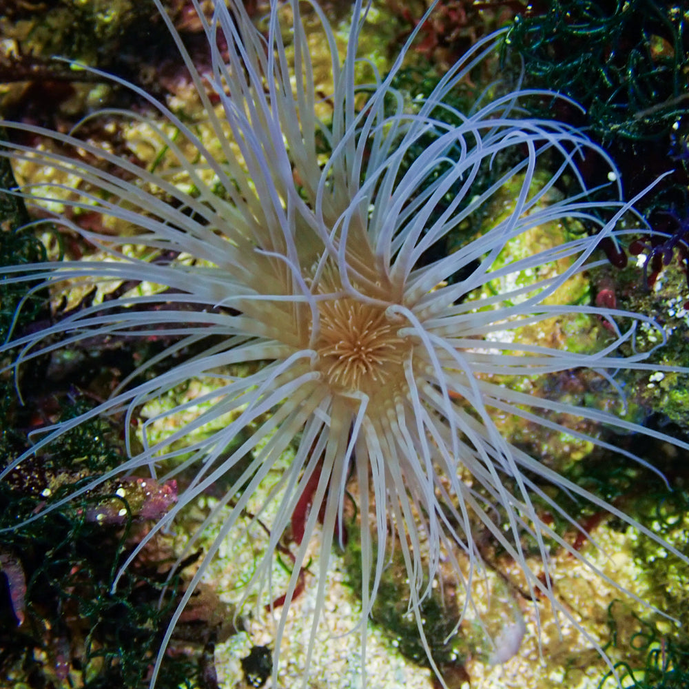 White Striped Tube Anemone