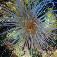 White Striped Tube Anemone
