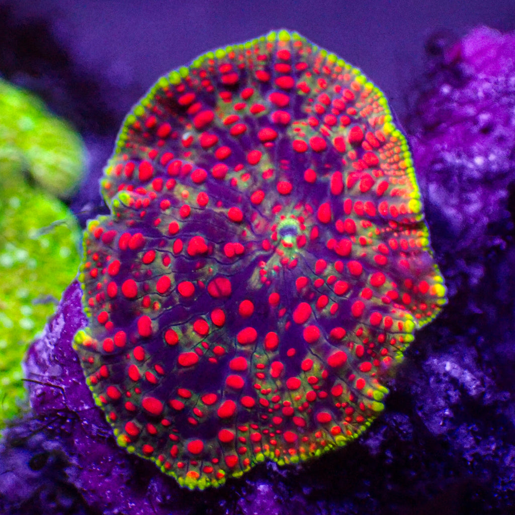 All Corals Corals Anonymous all-corals-corals-anonymous