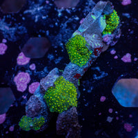 WYSIWYG Yellow Spotted Green Discosoma Mushroom Colony (5 Polyps)
