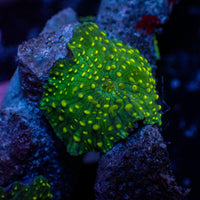 WYSIWYG Yellow Spotted Green Discosoma Mushroom Colony (5 Polyps)
