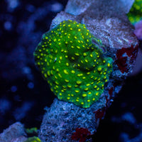 WYSIWYG Yellow Spotted Green Discosoma Mushroom Colony (5 Polyps)
