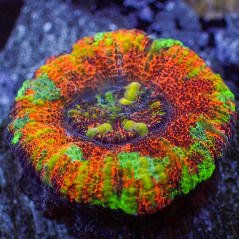 WYSIWYG Aussie Ultra Rainbow Lava Button Scoly (0.5-1.5”)