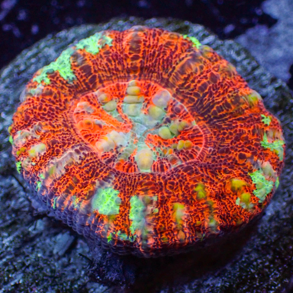 WYSIWYG Aussie Multicolor Lava Button Scoly (0.5-1.5”)