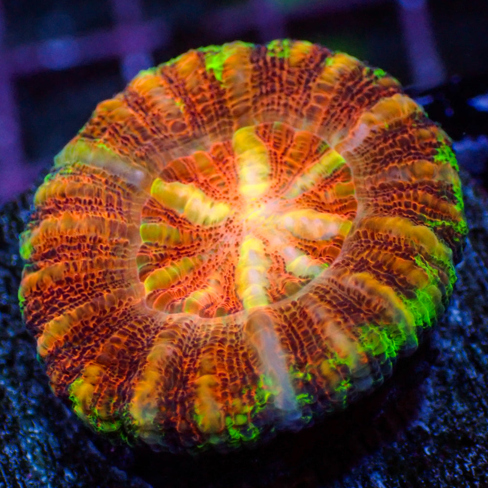 WYSIWYG Aussie Multicolor Sunny Flare Scoly (0.5-1.5”)