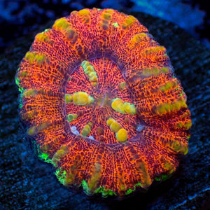 WYSIWYG Aussie Multicolor Sunny Flare Scoly (0.5-1.5”)