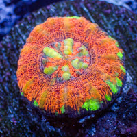 WYSIWYG Aussie Multicolor Sunny Flare Scoly (0.5-1.5”)