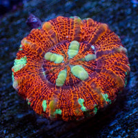 WYSIWYG Aussie Multicolor Lava Button Scoly (0.5-1.5”)