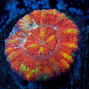 WYSIWYG Aussie Multicolor Lava Button Scoly (0.5-1.5”)