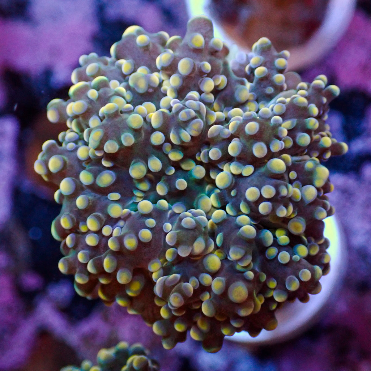 Yellow Rasta Branching Octospawn - Corals Anonymous