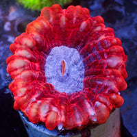 WYSIWYG Blue Mouth Bright Red Cynarina (2-3")