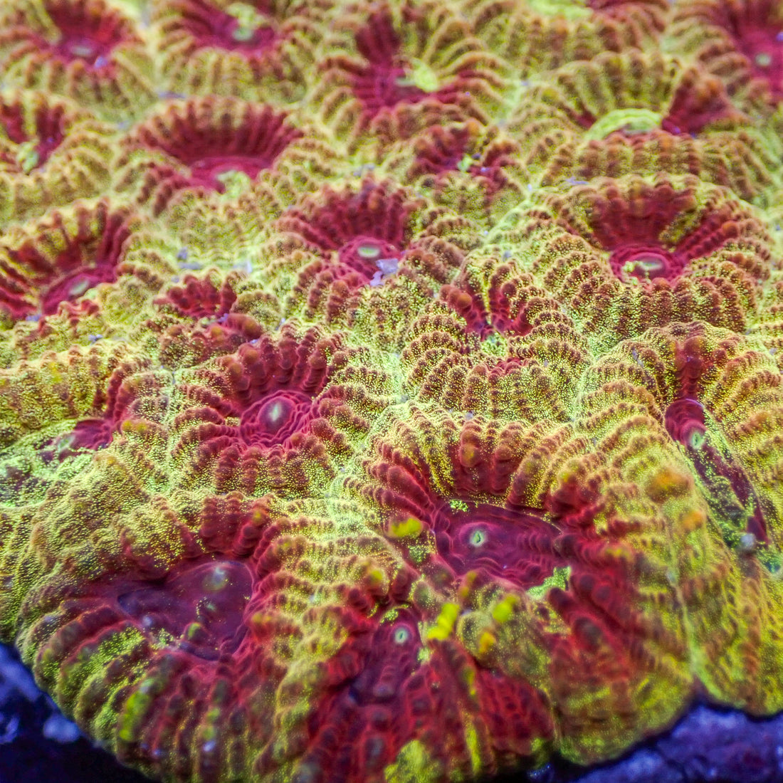 Royal Blood Favites (2-3 Polyps) - Corals Anonymous