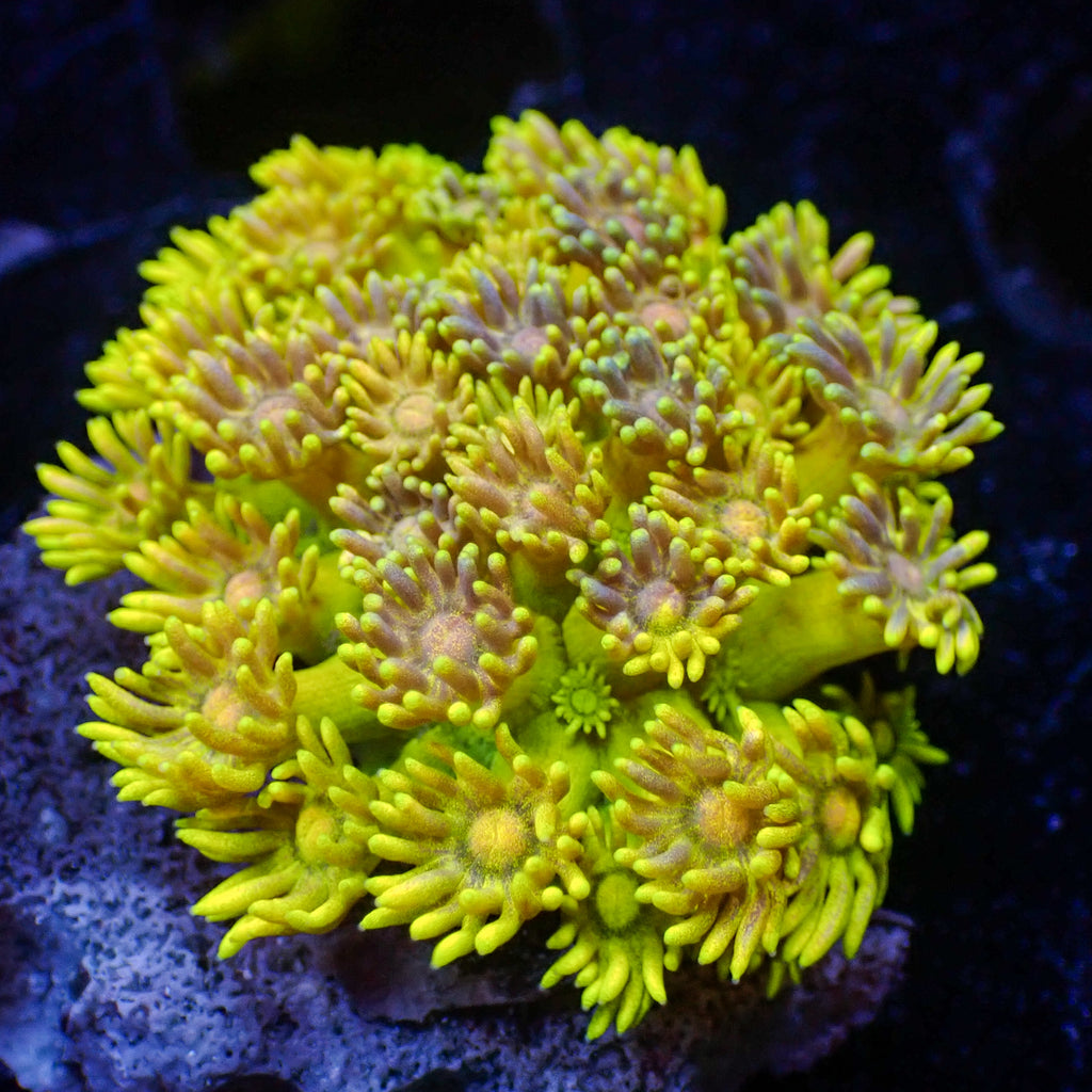 WYSIWYG Multicolor Banana Craze Goniopora Colony (0.5-1") - Corals Anonymous