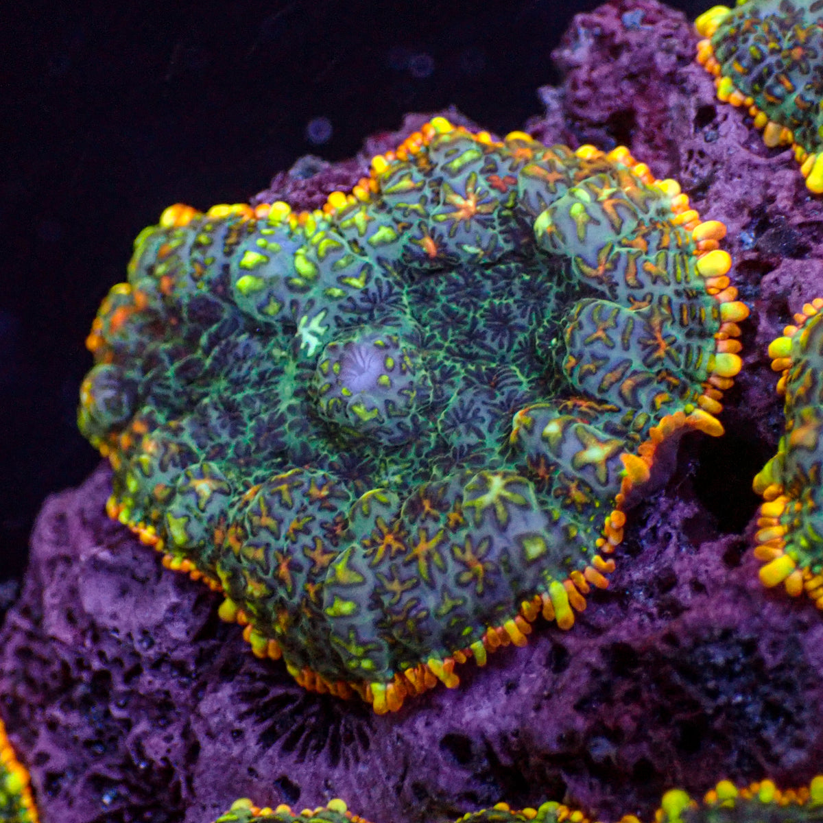 Sunset Splash Rhodactis Mushroom - Corals Anonymous