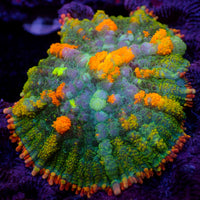 WYSIWYG Ultra Rainbow Bounce Wildfire Rhodactis Mushroom (1-1.5")
