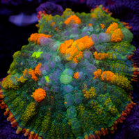 WYSIWYG Ultra Rainbow Bounce Wildfire Rhodactis Mushroom (1-1.5")
