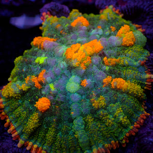 WYSIWYG Ultra Rainbow Bounce Wildfire Rhodactis Mushroom (1-1.5")