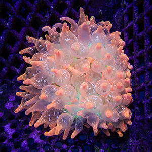 WYSIWYG Rainbow Pink Fairy Bubble Tip Anemone (3-4")