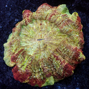 WYSIWYG Ultra Rainbow Trojan War Acanthophyllia (4-5")