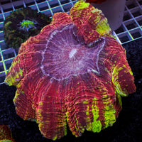 WYSIWYG Rainbow Pyro Spirt Acanthophyllia (4-5")