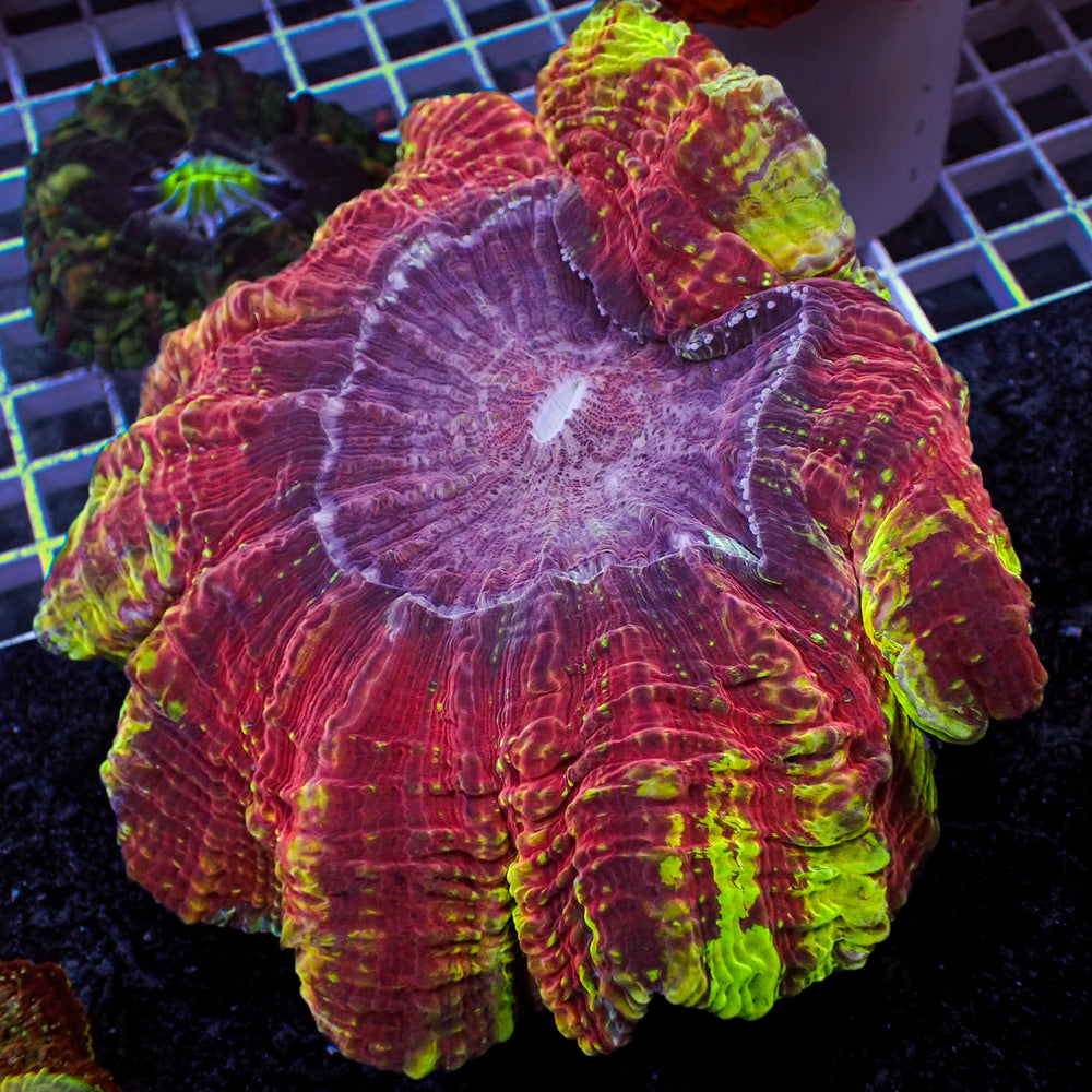 WYSIWYG Rainbow Pyro Spirt Acanthophyllia (4-5