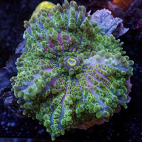 WYSIWYG Large Purple Green Yuma Mushroom (1.5-2")