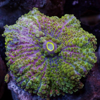 WYSIWYG Large Purple Green Yuma Mushroom (1.5-2")