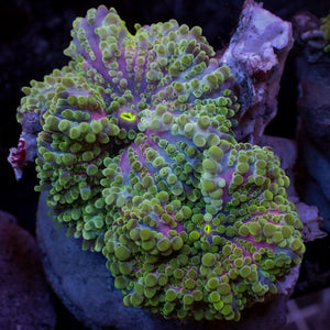 WYSIWYG Large Bounce Purple Green Yuma Mushroom Combo (1.5-2", 2 Polyps)