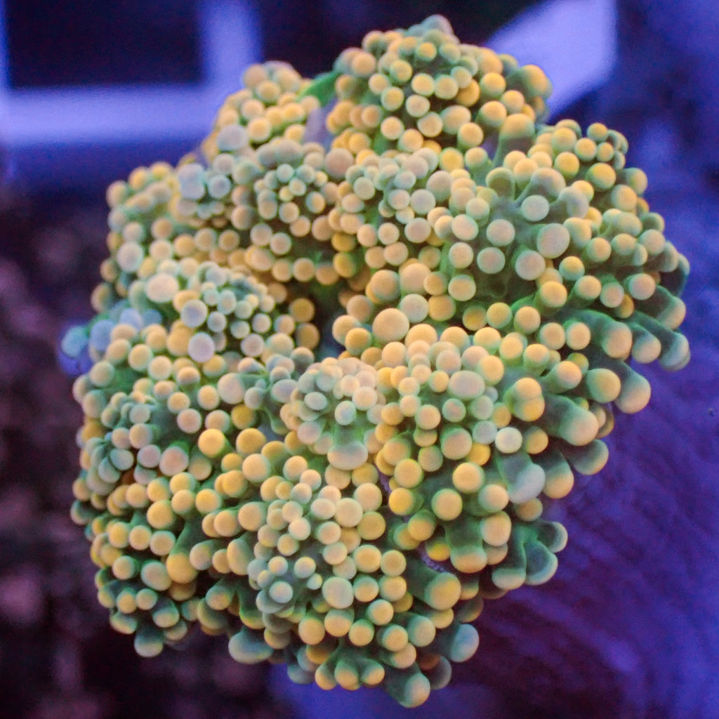 Yellow Tip Green Branching Octospawn - Corals Anonymous