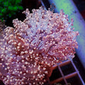 Pink Branching Frogspawn - Corals Anonymous