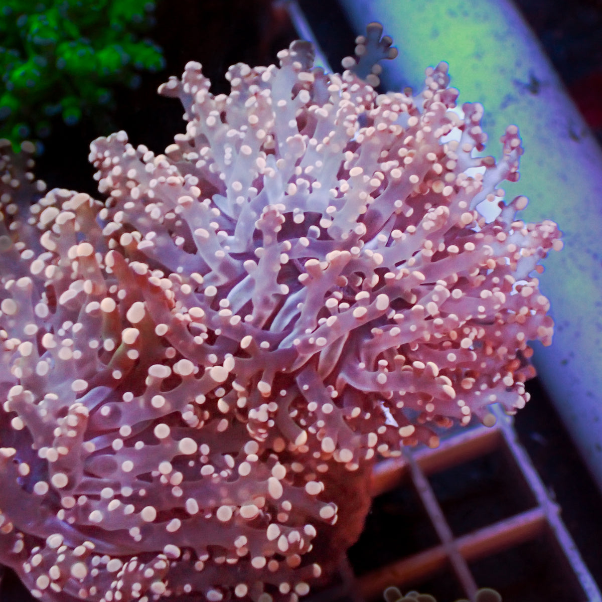 Pink Branching Frogspawn - Corals Anonymous