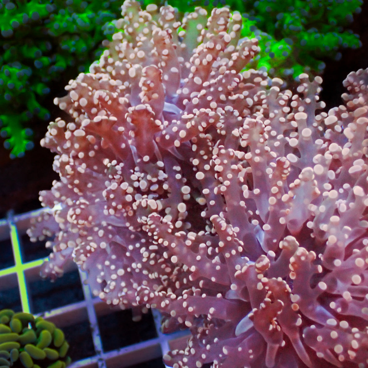 Pink Branching Frogspawn - Corals Anonymous