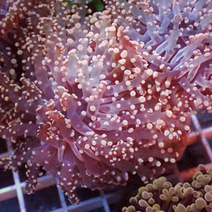 Pink Branching Frogspawn