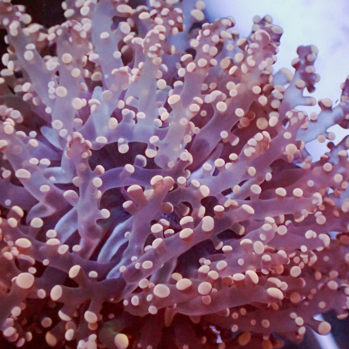Pink Branching Frogspawn - Corals Anonymous