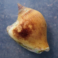Margined Conch
