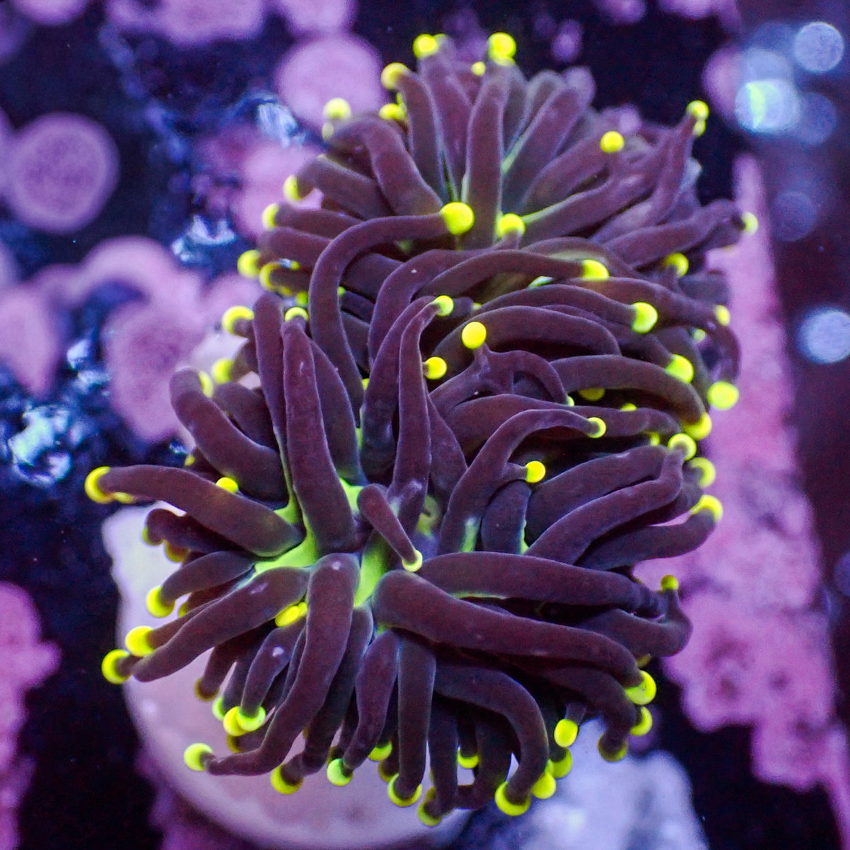 Indo Yellow Tip Joker Torch - Corals Anonymous