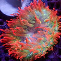 WYSIWYG Ultra Rainbow Cherry Bomb Bubble Tip Anemone (2-3")